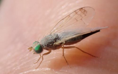 Réf. 319 777 : Acanthiophilus helianthi